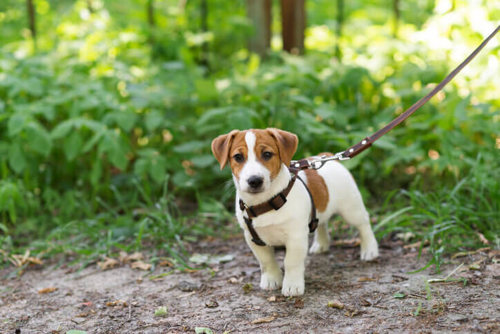 Hoe vaak puppy uitlaten welkoop